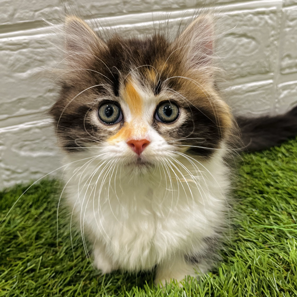 愛嬌たっぷりな猫ちゃんが仲間入り🐱ペットショップ犬の家＆猫の